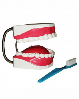 Arcada Dentária c/ Língua e Escova