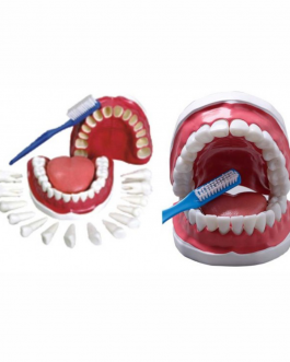 Arcada Dentária com Dentes Removíveis
