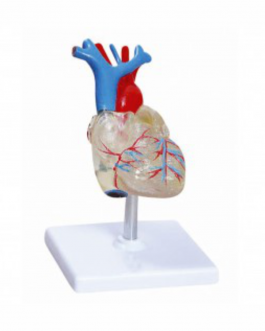 Coração Transparente